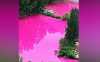 河南村庄惊现粉色水塘 如同被倒入大量颜料