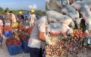 中共党媒宣传荔枝“丰收” 广东果农叫苦