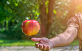 青松絮语：最后一个苹果