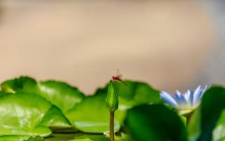 美丽的微观世界