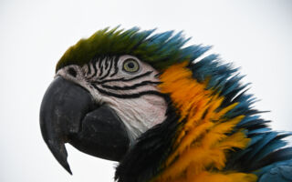 美国动物收容所为“限制级”鹦鹉找主人