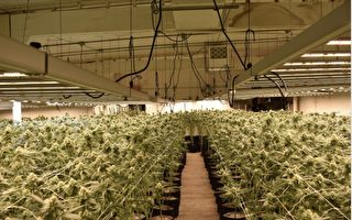 大麻臭味引邻居举报 纽约华男种两千株大麻被捕