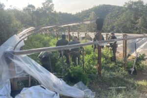 7个月内 加州查获价值上亿非法大麻