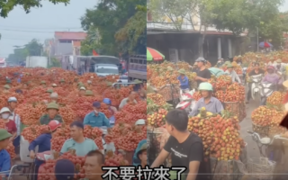 荔枝大烂市 扔掉喂牛 广东果农欲哭无泪