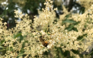 光腊树蜂花粉 蛋白质量高鸡蛋1成