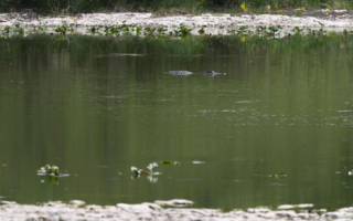 美国佛州在大沼泽新建非法移民拘留中心
