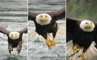 组图：老鹰在激流中捕鱼的精彩场景