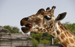 为什么长颈鹿身上会有斑点？