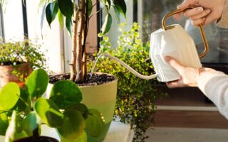 在正确时间帮植物浇水 避免引发真菌疾病