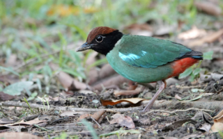 【摄影天地】绿胸八色鸫气定神闲