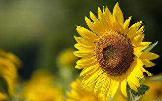 冬病夏治就从小暑开始 掌握养生关键时机三伏天