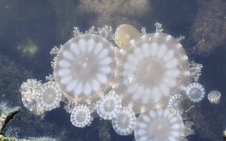 【视频】台湾水母湖之美 倒立水母如樱花绽放