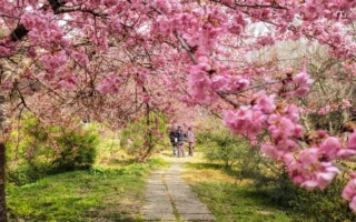 组图：台湾武陵樱花季登场 春游赏樱拍美照