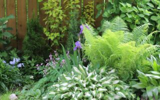 别在花园里放蛋壳 改用这招对植物更好