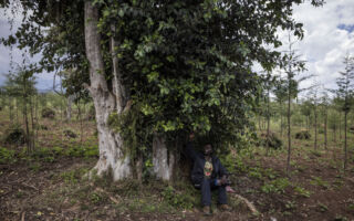研究发现无花果树可将二氧化碳变石头