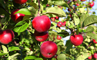 园艺专家：这6种植物千万别种在果树旁