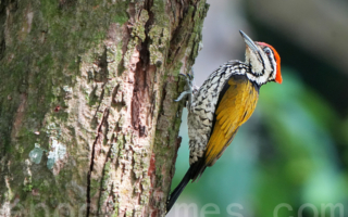 【摄影天地】金背三趾啄木鸟头上的火炬