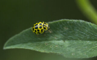 把这一物放在门窗旁 可防止瓢虫闯入你家