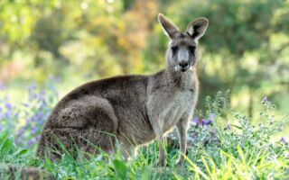 比利时小袋鼠脱逃 在法国被逮到
