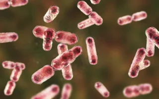 剑桥研究：肠道益菌或助你排毒防癌