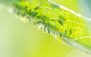 防止蚜虫危害植物 喷洒这种自制溶液有效