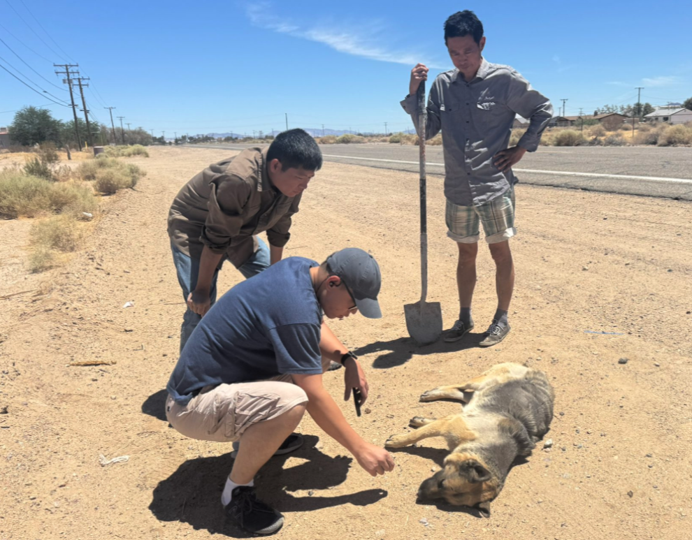 加州自由雕塑公园看门犬接连暴亡 疑遭毒杀