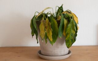 植物快死了怎么救？ 试一试生锈的铁钉