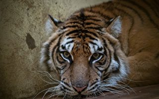 组图:加拿大男子画野生动物 像照片般逼真