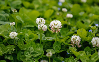 园艺专家：5种杂草对土壤有益 拔掉前要三思