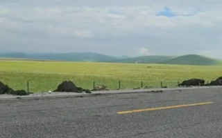 罕见！大货车甘肃撞死16头犛牛上热搜