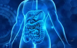 黏液：揭示其在抵抗疾病中的关键作用