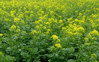 你应该在花园里种植芥菜 一举数得