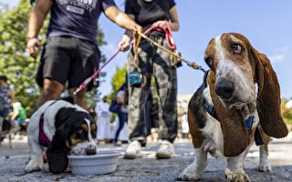 该不该给宠物买保险 有哪些注意事项