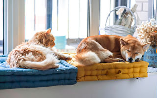 什么都涨价 今年加人连猫狗都养不起了