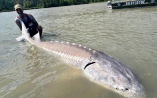 英国垂钓者捕获11.5英尺巨型鲟鱼 惊叹不已