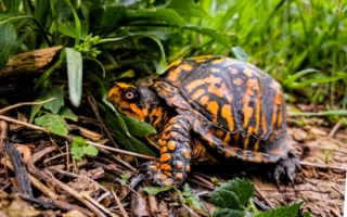 中国男子走私850只野生龟至香港 在美国认罪