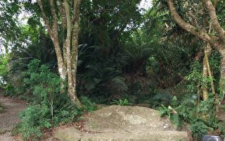 秋季蜂类活动高峰期 如遇蜂群如何自保