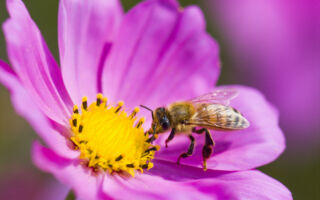 美国商业蜂群今年或锐减70% 影响农业生产