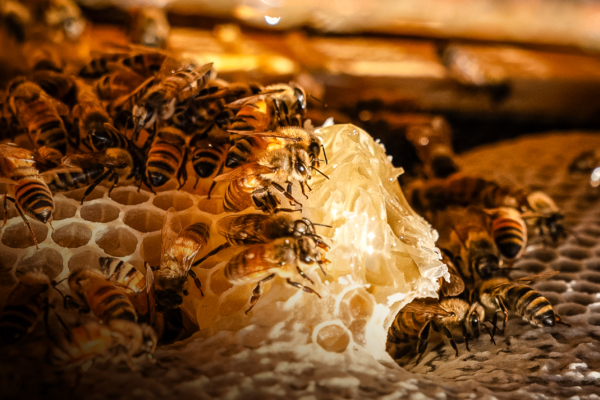 美国蜂群损失破纪录 瓦螨是主因