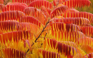 园艺专家经验谈：别再种植这5种树