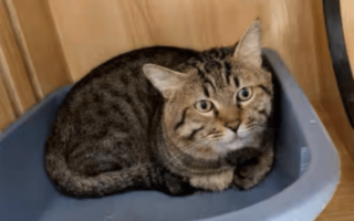 主人欠债无力偿还 江苏3岁猫被法院拍卖