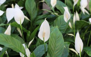 专家：这简单一招可让白鹤芋开花3个月