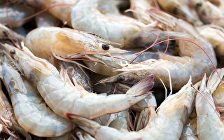 美对印课重税 虾农叫苦 厄瓜多尔伺机抢市场