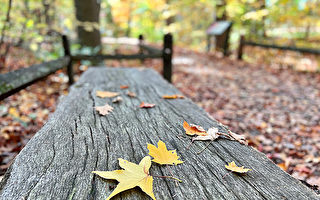 一片叶落，是风的无情或树的无心还是叶子本身的无意?