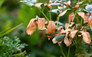 夏日高温下如何拯救枯萎的植物？ 专家释疑