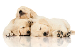 小狗睡眠不足会发出危险讯号 专家教你判断