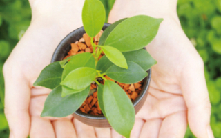 掌握3栽种秘诀 居家也能种香草植物