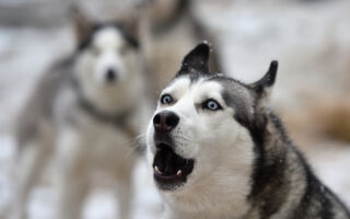 如果你这样做 小狗会停止吠叫