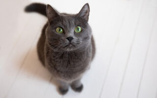 猫也会罹患失智症？ 专家：有8个迹象
