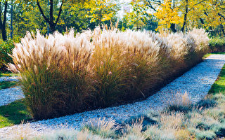 白露节气到 养生小心哪些禁忌“补露”怎么补？